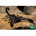 Escorpión Gigante - Heterometrus SP